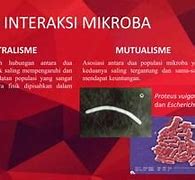 Netralisme Adalah Dan Contohnya Biologi 1